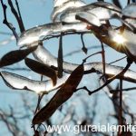 ger de crapa pietrele