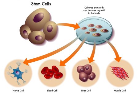 medical illustration of the function of stem cells in the human body