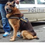 Alertă în Slobozia: Rămășițe umane găsite de un cetățean care își plimba câinele în cartierul Tineretului